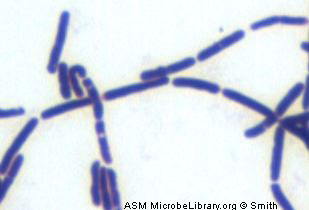 gram stain bacteria