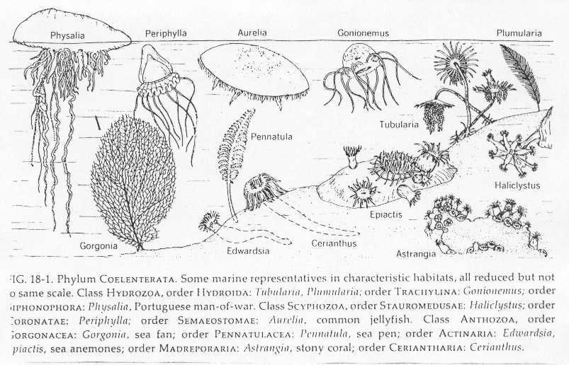 sponges and cnidarians. B. Phylum Cnidaria (also known