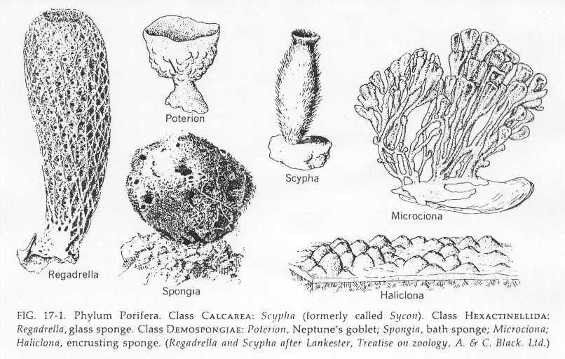 sponges and cnidarians. Phylum Porifera: Sponges