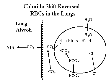 Physiologic Chloride Shift