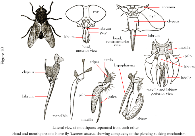 Mouth Parts Of Insects 42