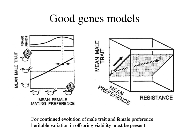 good genes hypothesis example